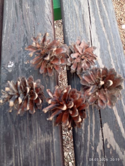 The image shows five pine cones scattered on a weathered wooden surface, which appears to be a bench or table. The wood is dark with visible grain and some cracks, suggesting it is outdoors. The pine cones are various shades of brown and appear dry. The background is slightly out of focus, showing pebbles and dry grass, consistent with an outdoor environment. A sliver of green material is visible in the upper right corner, possibly part of the same outdoor furniture or structure. A date and time stamp, "08.07.2026 20:19", is present in the lower right corner of the image. There are no people or animals visible in the image. The overall scene is static and depicts natural objects on a man-made surface in an outdoor setting. The location is identified as Көк-Кашат, Kyrgyzstan.