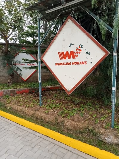 Two diamond-shaped signs display the words "WHISTLING MORANS" in red lettering. The larger sign is slightly tilted and has a red border. Both signs feature a red logo resembling a stylized "W" with a checkered pattern. Green foliage surrounds the signs, and a yellow curb borders a paved walkway. The signs appear weathered, adding to the overall rustic aesthetic.