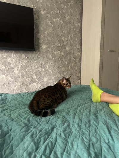 A Bengal cat is lying on a teal-colored quilted bedspread. The cat is positioned on its side, facing left, with its head turned to look at something off-camera. Its tail is curled slightly. To the right of the cat, a person's legs are visible, wearing bright yellow socks. The legs are bent at the knees and ankles, with the feet pointing towards the cat. In the background, a dark flat-screen television is mounted on a textured grey wall. To the right of the television, a portion of a white door or closet is visible. The lighting appears to be indoor. The image is a still photograph taken indoors, possibly in a bedroom. There is no information to indicate the specific location within the city of Lipetsk, Russia.