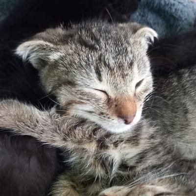 A close-up, eye-level, medium shot shows a young tabby kitten sleeping curled up amongst darker colored kittens and a grey blanket. The kitten's eyes are closed, and its nose is a pale pink color with a scattering of fine hairs. Its fur is a mix of grey, black, and brown stripes. Its right paw is extended forward and rests on its chest. The background is dark and out of focus, making the kitten the primary subject. The scene appears to be indoors, possibly a home environment. There is no indication of the specific location within Петропавловка, Kyrgyzstan.