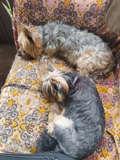 Two Yorkshire terriers are sleeping on a patterned couch. One dog is lying on its side, facing left, with its head resting on its paws. The other dog is curled up on its side, facing right, with its head tucked into its body. The couch has a floral pattern with colors of pink, yellow, and brown. The background is blurred, but appears to be an outdoor setting, possibly a porch or patio, with some greenery visible. The scene takes place in Востец Снт, Russia.