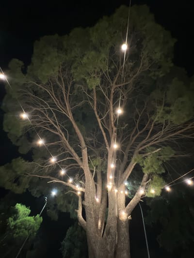 An upward-facing night shot shows a large tree with string lights draped over its branches, set against a dark sky. The tree's trunk is thick and textured, with large branches extending upwards and outwards, creating a canopy of sparse green foliage. Dozens of small, glowing bulbs hang from wires, illuminating the branches and the surrounding darkness. In the background, other trees with dark green foliage are visible, as well as a streetlight. The overall impression is that of an outdoor evening gathering, possibly a garden party or a wedding reception. The location is Toritto, Italy.