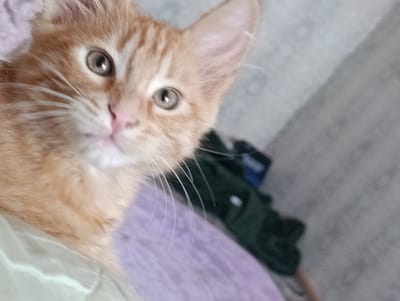 An orange tabby kitten with green eyes looks directly at the camera, its head tilted slightly to the left. The kitten's fur is a light orange with darker stripes. Its whiskers are long and white. The kitten is lying on a pale green surface, and behind it, there is a purple surface. Further in the background, a dark green object is visible, possibly clothing, and a blurred gray surface. The image appears to be taken indoors. There is no information that can place this image in Yuzhnouralsk, Russia.