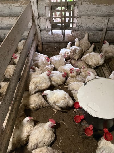 The image shows a flock of white chickens inside a wooden coop. The coop appears rustic, with weathered wooden walls and a slatted opening in the background that allows some natural light to enter. The chickens are in various states of rest and activity, with some standing and others huddled together on the dirt floor. There is a white feeder or waterer with red attachments in the lower right portion of the image. The overall scene depicts a typical, albeit somewhat dimly lit, chicken enclosure. There is no discernible indication of the location in the city of Бронница, Russia.