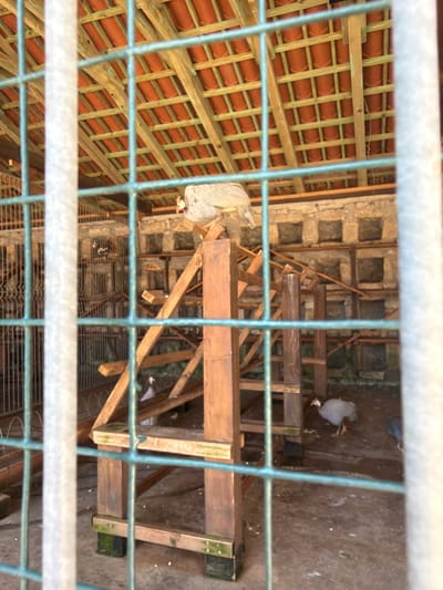 The image depicts an aviary enclosure with a wooden structure and a tiled roof. Several guinea fowl are visible within the enclosure. One guinea fowl is perched on a wooden platform at the top of the structure. Another guinea fowl is walking on the ground towards the right side of the image, and a third is partially visible to the right of the first. The enclosure appears to be made of metal bars, with some sections of the wall constructed from stone. The ground inside the enclosure is dirt. The background suggests an outdoor environment with a building constructed with stone and a tiled roof. There are no people visible in the image. The image is taken from behind a fence, which partially obscures the view of the interior. The location is described as the city of Zagora, Montenegro.