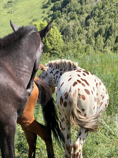 In Kashka Suu, Kyrgyzstan, three horses are visible in a grassy field. The horse on the left is dark brown and its rear is facing the camera, obscuring most of its body. To its right, a brown horse is partially visible from its flank to its tail. On the far right, a white horse with brown spots, typical of an Appaloosa breed, is also partially visible from its rear, with its head turned to the left, peeking between the other two horses. The horses are standing in a lush green meadow with scattered yellow wildflowers, and in the background, a dense forest of evergreen trees covers a hillside. The sky is a clear, bright blue.