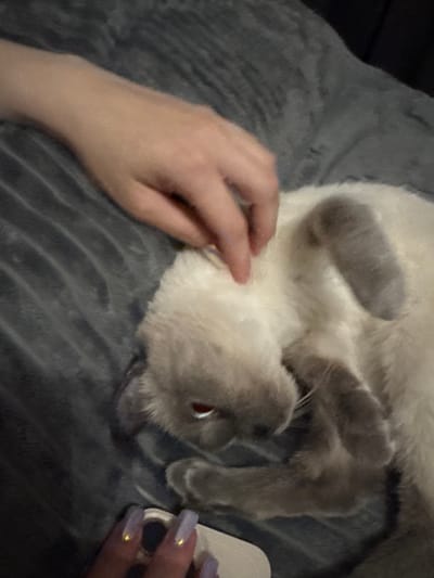 The image depicts a close-up view of a light-colored cat with grey markings, lying on a dark grey, textured blanket. A human hand with light purple, long, almond-shaped nails is visible on the lower left side of the frame, appearing to hold a white object with a dark circular element. Another human hand, with lighter skin, is touching the cat's head on the upper left side of the frame. The cat's eyes are red, and its body is curled up. The lighting suggests an indoor setting. There is no information within the image or its context to suggest a location in the city of Slonim, Belarus.