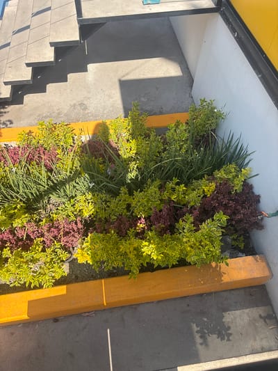 This image captures an outdoor scene, likely a building entrance or walkway, featuring a vibrant planter bed under bright sunlight. The planter, bordered by a distinct yellow curb, is filled with a variety of lush plants. Dominating the bed are bushes with variegated yellow-green leaves and clusters of dark red or burgundy foliage plants. Interspersed among these are tall, thin green grassy plants, with at least one small white flower visible within the green leaves.
To the left of the planter, a set of gray concrete stairs with black metal risers descends. The ground surface around the planter and stairs is made of gray concrete pavement. A sharp yellow curb or barrier runs along the right side of the planter, separating it from more concrete pavement.
Above the planter, a white wall is visible, with a black metal support structure and a portion of a yellow corrugated roof or canopy extending overhead. Shadows are prominent and sharp across the concrete ground and stairs, indicating a clear, sunny day, likely during the late morning or early afternoon. A water spigot with a green hose attachment is visible near the top of the planter bed against the white wall. There are no people visible, and no discernible text. The scene depicts a well-maintained outdoor area in Buenavista, Mexico.