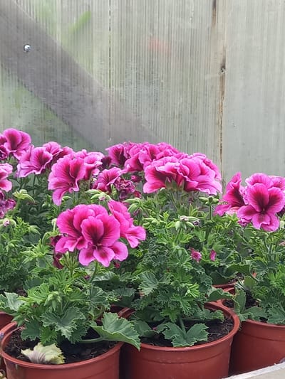 A close-up, low-angle shot captures a cluster of potted pink geraniums against a backdrop of corrugated translucent material, likely a greenhouse wall. The flowers, with their deep magenta centers and ruffled petals, are in full bloom, some showing buds and wilting leaves. The pots are a reddish-brown plastic. The environment suggests a controlled outdoor space.