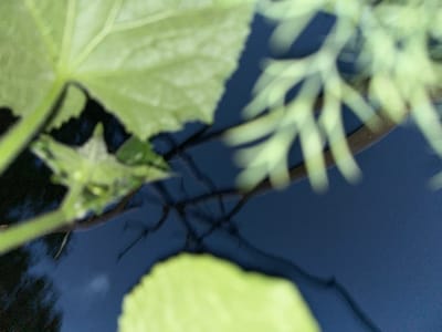 The image shows a close-up of green leaves and branches against a dark blue background. The leaves are large and veined, with a slightly serrated edge visible on one. The branches are thin and dark, casting shadows on the background. The overall scene is out of focus, creating a soft, artistic effect. The dark blue background suggests a night-time setting, possibly with some ambient light reflecting on it. The leaves are bright green, indicating they are alive and healthy. The image does not contain any people or visible text. Given the location context of Biysk, Russia, this could be a photograph of a plant in a garden or natural setting during the evening or night. The overall mood is calm and naturalistic.