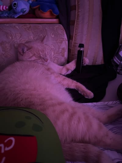 The image depicts an orange tabby cat sleeping on a patterned couch. The cat is positioned on its side, with its eyes closed and its paws resting on a dark fabric. To the right of the cat, a black object, possibly a vape pen, is placed on the fabric. In the background, there are stuffed toys on a shelf and striped bedding. The scene is illuminated by purple lighting, creating a dim and moody atmosphere. The overall environment appears to be a domestic indoor setting, with no specific landmarks or context to indicate its location in Muravlenko, Russia.