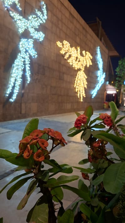 The image depicts a close-up of a thorny plant with small red and orange flowers, likely a Crown of Thorns plant, in the foreground. Its green leaves are visible, along with sharp thorns on its stem. The background is out of focus and shows a ceiling structure adorned with decorative lights. These lights form patterns, possibly resembling wings or abstract shapes, in white and yellow hues, creating a festive or decorative atmosphere. The lighting suggests it is nighttime.
The scene appears to be an outdoor or semi-outdoor public space, possibly a walkway, plaza, or shopping area, given the decorative lighting and the architectural elements visible in the background. The overall impression is one of urban decoration at night, with a contrast between the natural element of the plant and the artificial illumination. There are no people visible in the frame. The context of Sheikh Zayed, Egypt, suggests this might be a public area decorated for a holiday or special event. The dark sky at the top of the frame further confirms it's nighttime. No text is visible in the image.