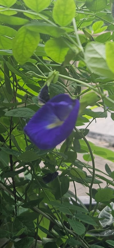 In the city of Bekasi, Indonesia, a close-up, high-angle shot captures a vibrantly purple butterfly pea flower, partially obscured by lush green foliage. The flower's petals are a deep, rich purple with a yellow accent in the center, and it appears to be in bloom. The surrounding leaves are a healthy green, with some showing lighter veining. The plant is climbing, with thin, flexible stems supporting the leaves and flowers. The background is out of focus, showing hints of other plants and a paved surface, possibly a walkway or patio, indicating an outdoor setting. The overall impression is one of natural beauty and vibrant growth within a domestic or garden environment in Bekasi.