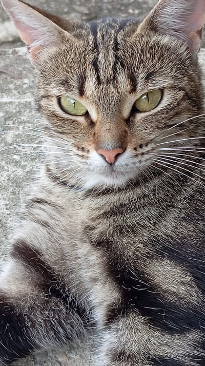 A close-up, vertical, eye-level shot shows a tabby cat's face and upper body. The cat's fur is a mix of brown, black, and gray stripes. Its eyes are bright green with vertical pupils. The cat's nose is pink and moist. Its white whiskers are prominent against its fur. The cat appears to be lying on a rough, gray, concrete-like surface, which suggests an outdoor environment. The image's lighting is natural and appears to be daylight, casting soft shadows. The background is out of focus, emphasizing the cat as the primary subject. There are no people or other animals visible in the frame. The scene is static and focused on the cat's calm demeanor. The location is identified as Baksan, Russia.