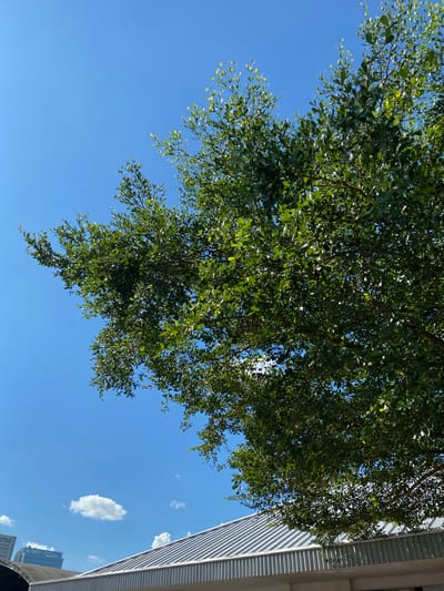 The image shows a bright, clear blue sky with a large, leafy green tree dominating the upper right portion of the frame. The tree's branches extend towards the left, partially obscuring the sky. In the lower portion of the image, a section of a building with a corrugated metal roof is visible, angled from the lower right towards the center. A single white cloud is present in the sky to the left of the tree. In the far distance, the tops of modern buildings can be seen. There are no people or animals visible in the image. The overall scene depicts an outdoor urban environment on a sunny day, with the specific location in Gambut Barat, Indonesia, not discernible from the visual elements alone.