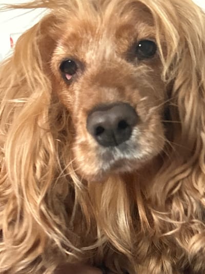 A close-up, head-on shot of a golden-colored cocker spaniel's face. The dog's fur is long and wavy, framing its features. Its dark, wet nose is prominent in the center of the frame. The dog's eyes are dark and appear to be looking directly at the camera, with a small, pinkish protrusion visible in the left eye. The background is out of focus and appears to be a light-colored wall. The image is taken indoors, likely in a home setting. No specific location in the city of Tczew, Poland, can be determined from the image.