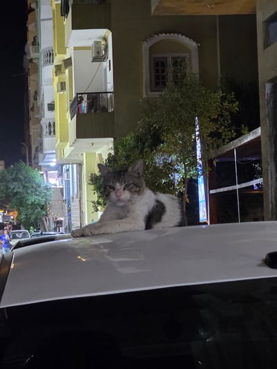 A cat is perched on the side of a white vehicle, looking directly at the camera. The cat has tabby markings with white fur on its chest and paws. The background shows a multi-story building with yellow and white facades, several windows, and air conditioning units visible. There is also lush green foliage from trees. The scene is illuminated by artificial lights, suggesting it is nighttime. The buildings have a distinctly Middle Eastern architectural style, with arched window frames and intricate decorative elements. In the distance, more lights and structures can be seen, indicating a residential or urban area. The overall mood is calm and observant, with the cat being the clear focal point. No text is visible in the image.