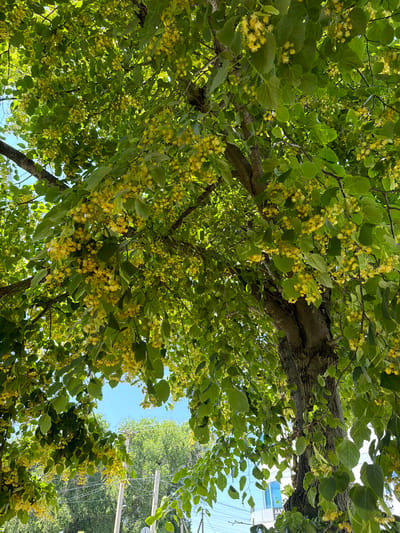 This is a low-angle, full-frame shot of a linden tree in bloom. The linden tree is the dominant subject, with its thick trunk and branches filling the majority of the frame. The leaves are a vibrant green, and the tree is covered in clusters of small, yellow flowers. Sunlight filters through the leaves, creating dappled light and shadows. In the background, the sky is a clear blue. Beneath the tree, there are hints of a residential or urban environment with power lines and buildings partially visible. The setting is the city of Semisvodnyi, Russia, where linden trees are common and their blooming signifies the arrival of summer. There are no people or animals visible in the image.