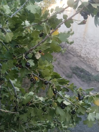 The image shows a close-up view of a gooseberry bush with ripe, dark berries and green leaves. The berries are clustered on thin branches, some appearing almost black, while others are a lighter shade of dark purple or red. The leaves are lobed and have serrated edges. In the background, a textured, light-colored wall is visible, with a dusty, somewhat barren landscape beyond it. The lighting suggests it is daytime, possibly late afternoon or early morning, as the light is soft and diffused, casting subtle shadows. The overall impression is one of nature in a somewhat arid or developed setting, with the focus on the detail of the fruit-bearing branches. There is no text visible in the image.