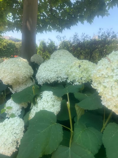 The image displays a cluster of white hydrangeas in bloom, with large, full flower heads composed of numerous small florets. The hydrangeas are set against a backdrop of lush green leaves and stems, indicating a garden or natural outdoor setting. Some of the flower heads are bright white, while others show a slightly creamy or pale yellow hue, suggesting varying stages of bloom or natural color variation. In the background, the scene transitions to trees and a clear blue sky, with a glimpse of a building or structure visible in the distance through the foliage. A thick, horizontal branch or wooden beam cuts across the lower part of the image, adding a structural element to the natural scene. The lighting suggests it is daytime, likely a sunny day, given the brightness and the clear sky. The overall impression is one of a peaceful, natural environment, possibly in a park or residential garden. The image is oriented vertically, with the top of the frame showing the sky and the hydrangeas extending downwards. The context provided places this scene in Iași, Romania, suggesting a European garden setting. No text is visible in the image.