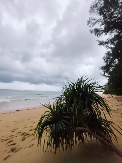 An overcast day at Mai Khao Beach in Sakhu, Thailand. The foreground is dominated by a low-lying pandanus tree with spiky, dark green leaves. The sandy beach extends to the left, marked by numerous footprints. Gentle waves roll onto the shore from the Andaman Sea. In the distance, on the right side of the beach, a small tent and a solitary figure are visible. Dark green trees line the edge of the beach to the right, obscuring the background. The sky is filled with heavy, grey clouds.