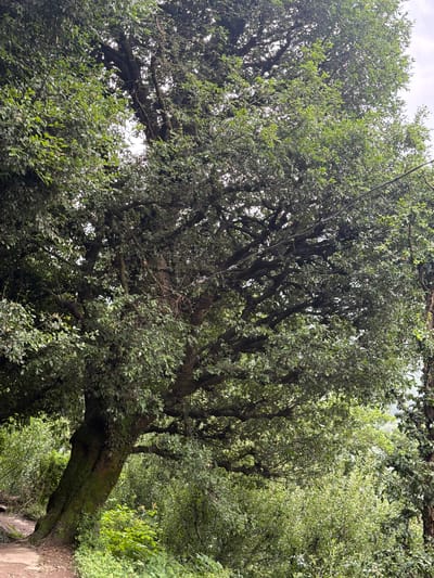 A large, moss-covered tree dominates the frame, its thick trunk leaning to the left. The tree's branches are densely covered in green leaves, creating a canopy that obscures much of the sky. In the background, more lush greenery suggests a dense forest or foliage. A dirt path is visible in the lower left corner, leading away from the tree and into the undergrowth. The scene appears to be an outdoor natural environment, possibly a forest or park, in Bahang, India. No people or specific actions are depicted.