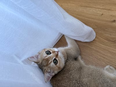 A golden tabby kitten with large green eyes is lying on its back on a wooden floor next to a draped white sheer fabric. The kitten's head is tilted, looking up at the camera, with one paw extended towards the fabric. The fabric is sheer and textured, with visible vertical threads, and it is draped in soft folds. The wooden floor has a natural grain pattern. The scene is indoors, with soft lighting. The location is Bönnigheim, Germany.