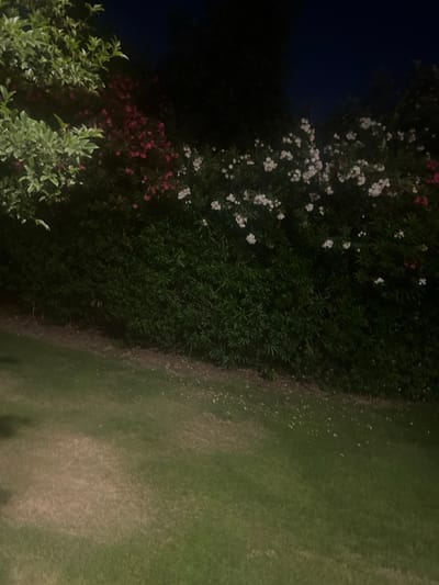 This image depicts a dimly lit outdoor scene, likely at dusk or night, given the dark background and the way the artificial light illuminates the foreground. The main subjects are lush green foliage and flowering bushes. Some bushes are adorned with clusters of small white and pink flowers, suggesting an ornamental garden or park setting. In the foreground, lower branches of a lighter green plant are visible.
To the right of the vegetation, a patch of green grass is illuminated, appearing somewhat sparse and speckled with lighter-colored debris or shadows. A distinct line separates the dense shrubbery from the grassy area, marked by a darker, possibly dirt or mulch, border. The overall impression is one of a tranquil, natural environment at the edge of a cultivated area.
There are no visible people or man-made objects in the frame. The lighting suggests it is not broad daylight, but the flowers are still discernible, indicating either ambient light from nearby sources or a flash used during photography. The setting appears to be a garden or park, possibly in a residential or public space. The time of day is likely evening or night. No text is visible in the image.