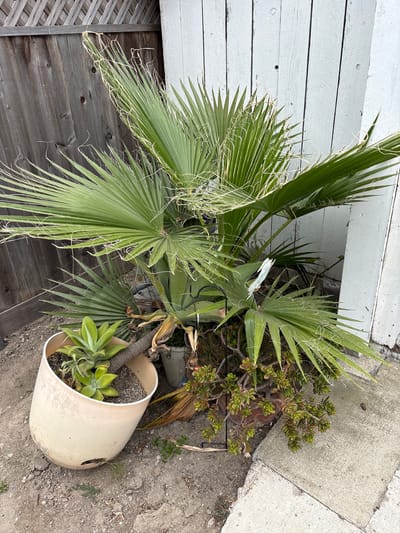 The image shows a partially uprooted palm tree in Seal Beach, California. The tree leans against a white-painted wood-paneled wall and a dark wood deck. A damaged, light-colored plastic pot lies on its side, revealing a small succulent plant inside. A cluster of smaller succulents grows adjacent to the palm. The ground is a mixture of dirt and concrete. The scene suggests a state of neglect or recent disturbance.