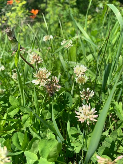 In Kavalerovo, Russia, a close-up view captures a bee actively pollinating a cluster of white clover flowers amidst lush green foliage and blades of grass. The bee, positioned on the lower right side of a clover blossom, is in focus, showcasing its striped abdomen and fuzzy body. The surrounding clover flowers, some tinged with pink, are also clear, while other flowers and green plants create a soft, blurred background. In the upper portion of the image, out-of-focus orange blossoms are visible. The scene depicts a natural, sunlit environment, likely a meadow or garden, highlighting a moment of pollination in progress.