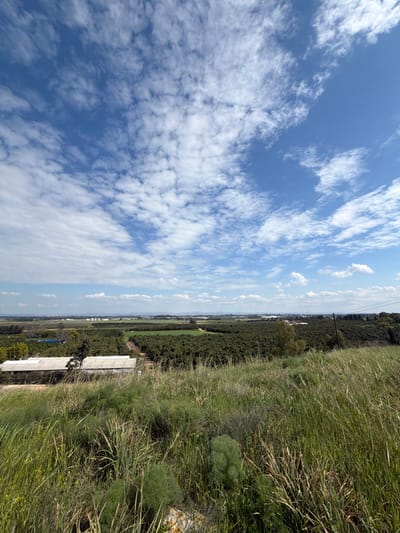 The image depicts an extensive agricultural landscape in Kfar Vitkin, Israel, viewed from an elevated, grassy vantage point under a largely blue sky populated by numerous scattered white clouds. The foreground consists of a sloping, overgrown hillside covered in various types of green and dry yellow-green grasses and sparse low-lying herbaceous plants.
In the midground, a vast expanse of cultivated land unfolds, dominated by neatly arranged dark green orchards or groves, likely citrus or avocado, extending towards the horizon. A light brown dirt track or service road traverses a portion of these fields. To the left, a cluster of low-rise, rectangular agricultural buildings with light-colored roofs, possibly packing houses or sheds, are visible adjacent to the groves. A solitary deciduous tree with lighter green foliage stands within the cultivated area to the right of the buildings. On the far right, two utility poles with overhead power lines are visible, extending into the distance.
The background shows further flat agricultural land, with what appear to be distant structures or parts of a settlement, and a faint, hazy line of hills or mountains on the far horizon. No individuals, animals, or vehicles are present in the scene. The lighting indicates a clear, sunny day.