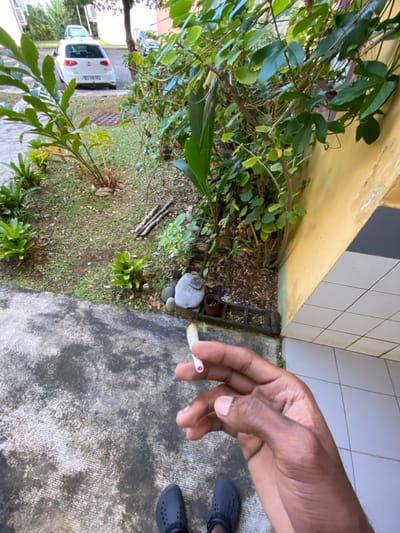 A first-person perspective photograph captured outdoors in Capesterre-Belle-Eau, France, depicts a person's dark-toned right hand holding an unlit, hand-rolled cigarette between the thumb and index finger. The cigarette features a light-colored wrapper and a distinct reddish circular filter at its mouth end. Below the hand, the person's feet are visible, clad in dark grey/black closed-toe slip-on shoes. The immediate foreground consists of a grey concrete path exhibiting various stains and moisture patterns. To the left and extending into the midground is a small garden area with green foliage, including various broad-leafed plants, a young palm-like plant, several scattered grey stones, two small dark pots, and three cut wooden sticks lying on the soil. In the background, a paved road is visible with a white Volkswagen Golf parked facing away from the viewer, and another vehicle partially obscured. The right side of the image reveals a residential or commercial building facade, characterized by a yellow-painted wall above a section of white rectangular tiles, obscured in part by dense green vegetation.