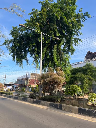 This is a vertical, medium-shot photograph of a street scene in Langsa, Indonesia. The image is dominated by a large, leafy green tree on the left, its branches reaching towards a clear blue sky dotted with a few wispy clouds. A street lamp extends from the lower left, its light fixture visible amongst the foliage.

In the middle ground, a prickly, dry-looking bush is situated next to a decorative concrete planter. Behind the planter, a collection of other lush green plants and trees are visible, some appearing manicured. A building with a dark, angled roof is partially visible in the upper center, with power lines crisscrossing the sky above.

The right side of the image features a paved road with a black and white striped curb. The road appears to be well-maintained. In the background, there are several buildings with corrugated metal roofs, suggesting a commercial or residential area. Some businesses are indicated by signs, including one that reads "SINAR JAYA" followed by more text that is difficult to discern. A satellite dish is mounted on a pole.

The scene appears to be set during the day, likely late morning or early afternoon, given the bright sunlight casting distinct shadows. The weather appears to be clear and sunny. A person wearing a red helmet and riding a motorcycle is visible in the distance, adding a touch of activity to the otherwise still street. The overall impression is of a typical urban or suburban street in Indonesia, with a blend of natural greenery and man-made structures.