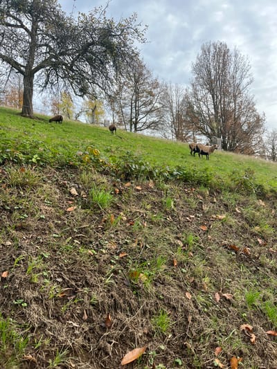 The image displays a rural hillside in the vicinity of Oppenau, Germany, under a uniformly overcast sky. The foreground reveals a steep, partially eroded slope covered with sparse green grass, patches of exposed soil, and scattered dry brown leaves. Ascending the slope, the midground transitions into a denser, vibrant green pasture. Five sheep are visible on this upper slope. On the far left, a large, partially defoliated deciduous tree stands, beneath which a dark-colored sheep is positioned. Another dark-colored sheep is to its right, higher on the slope. A third dark-colored sheep is located in the central-left portion of the midground, facing away from the viewer. In the central-right, two bi-colored sheep, with light brown bodies and dark brown/black heads, legs, and underbellies, stand in close proximity, generally oriented towards the right. A thin wire fence is discernable running horizontally through the midground. The background consists of several deciduous trees, predominantly bare or displaying sparse, dried foliage, characteristic of late autumn or early winter. No human figures or man-made structures beyond the fence are apparent.