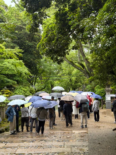 The image depicts a crowded outdoor scene on a rainy day at Kasuga Taisha in Nara, Japan. A large group of approximately two dozen individuals, predominantly adults, are visible, many holding open umbrellas of various colors including shades of blue, grey, white, yellow, and red. They are standing or walking on a wet, light-colored stone and gravel path, which shows puddles and reflections from the rain. The path features a distinct transition from rough-hewn, irregular stone steps on the left to a finer gravel surface on the right. The individuals are dressed in casual attire.
The environment is lush and green, dominated by dense foliage and tall trees with light-colored, moss-covered trunks that create a canopy overhead. The background is filled with verdant trees, indicating a forest or park setting. On the far right, a traditional stone lantern and a wooden signpost with Japanese text, clearly indicating "春日大社" (Kasuga Taisha), are visible on the side of the path. The overall lighting is soft and diffused, characteristic of an overcast or rainy day. The presence of numerous umbrellas confirms precipitation.