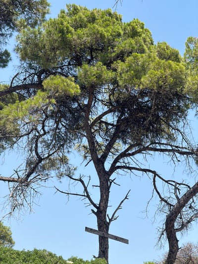 A close-up, low-angle shot captures a large pine tree against a clear blue sky. The tree is primarily composed of its branches and needles. The needles are a vibrant green, clustered densely at the ends of the branches, while the inner branches are more sparse and appear dry and dark. The trunk is textured with dark brown bark. A wooden plank, possibly part of a makeshift structure or repair, is attached horizontally to the lower part of the trunk. In the background, the dense green foliage of other trees and bushes is visible at the bottom of the frame. The scene is set in Sithonia Municipal Unit, Greece.