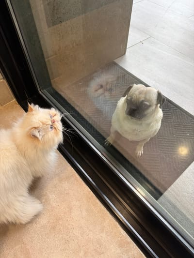 A fawn pug dog sits on a dark grey doormat outdoors, separated by a transparent glass panel from a cream-colored long-haired cat positioned indoors on a light tan tiled floor. The cat, with blue eyes, looks upward and to its right, directly towards the pug. The pug is sitting upright, facing forward and slightly downward, not directly interacting with the cat through the glass. Its reflection is visible in the glass. A faint reflection of a human head and shoulders is discernible in the upper portion of the glass panel. The indoor environment features light tan floor tiles and a black frame for the glass panel. The outdoor environment consists of the dark grey doormat, light-colored tiles beyond it, and a tan-colored wall or pillar in the background. The scene is located in the city of Monterrey, Mexico.