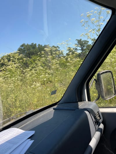The image shows a view from inside a vehicle, looking out through the windshield. The exterior scene is dominated by a field of tall, white, flowering plants, possibly Queen Anne's Lace or a similar species, set against a backdrop of lush green trees and a clear blue sky. The sun is bright, casting shadows on the dashboard of the vehicle. On the dashboard, there are stacks of white papers, likely documents or printouts, with visible text and columns. To the right, a side mirror is attached to the vehicle's door frame, reflecting the green foliage. The interior of the vehicle appears to be a dashboard of a truck or van, with dark gray plastic components and an air vent visible. The overall impression is a sunny day, possibly in a rural or semi-rural area, with vegetation encroaching near the roadside. There are no people or animals visible in the image. The location is specified as Poroy, Bulgaria.