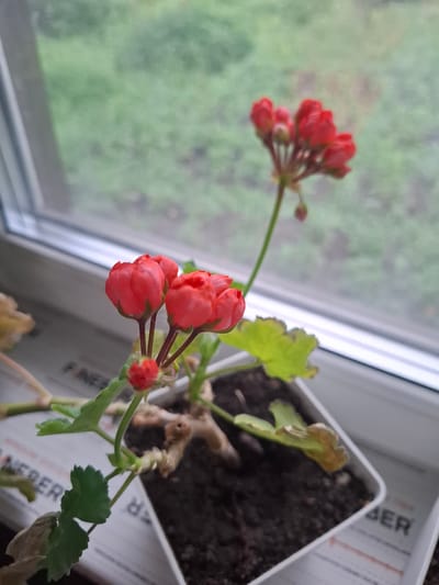 A close-up, slightly out-of-focus shot shows a potted red geranium with several flower buds and one bloom, placed on a windowsill. The plant is in a white plastic pot filled with dark soil. Behind the plant, a window reveals a blurred green outdoor environment, suggesting foliage or trees. The windowsill appears to be covered with newspaper. The scene is indoors in Sosnovka, Russia. There are no people or animals present.