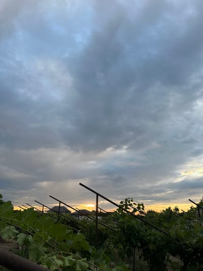 The image depicts a vineyard at sunset in Miatli, Russia. The foreground is dominated by lush green grapevines, with large leaves and visible clusters of grapes. These vines are supported by a trellis system of dark metal poles and horizontal bars. In the middle ground, several houses with dark roofs are visible, nestled amongst trees. The background features a dramatic sky filled with heavy, grey clouds that are beginning to break, allowing the warm glow of the setting sun to filter through, casting an orange and yellow hue across the horizon. The overall impression is one of a rural landscape at dusk.