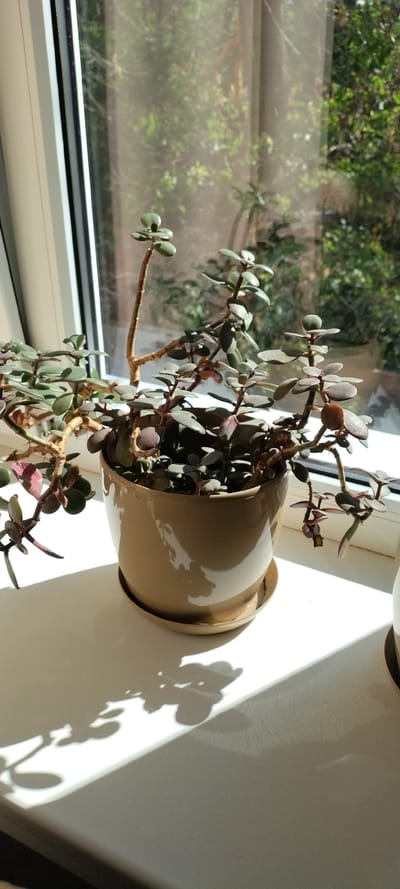 The image shows a potted jade plant on a windowsill, bathed in sunlight. The plant has thick, succulent leaves and woody stems. It is in a light brown ceramic pot with a matching saucer. The windowsill is white and reflects the sunlight, casting shadows from the plant onto the surface. Outside the window, trees and foliage are visible, suggesting an outdoor environment. The image does not provide any information about the city of Kropyvnytskyi, Ukraine.
