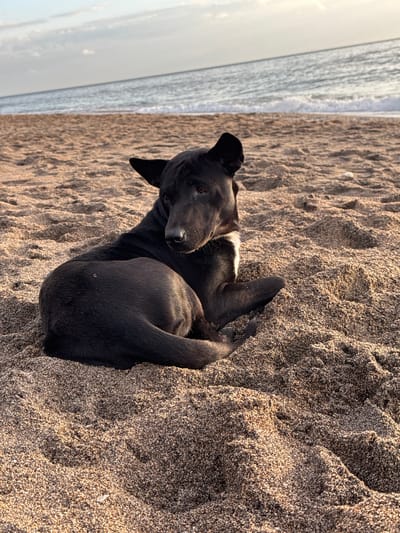 A black dog with a white patch on its chest lies on a sandy beach. The dog is facing to the right of the frame, with its head turned back towards the viewer. The ocean is visible in the background, with waves gently rolling onto the shore. The sky is overcast with a few clouds. The scene is likely a public beach.