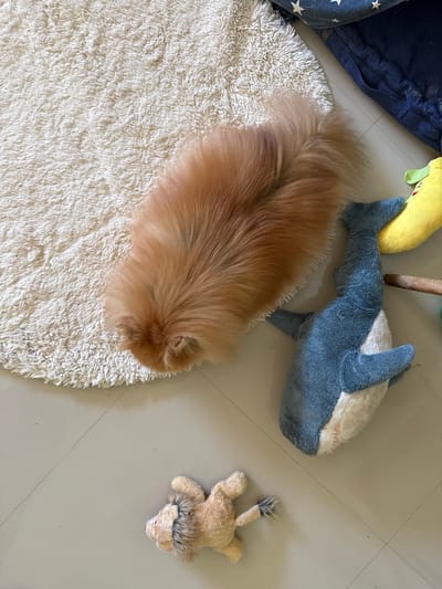 A tan Pomeranian dog is lying on a cream-colored shaggy rug in a room. Beside the dog, on the floor, is a plush blue shark toy and a plush yellow banana toy. To the lower right of the shark toy and further away from the dog is a small, tan plush lion toy. A dark blue cushion with white stars is visible in the upper right corner of the image. The floor is tiled with light gray tiles. The scene appears to be indoors, likely a home environment. No specific details about the city of Baan Thurian, Thailand, can be inferred from this image.
