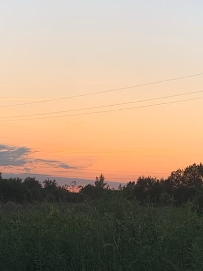 The image depicts a rural landscape at sunset. The sky is a gradient of soft, warm colors, transitioning from a pale yellow near the horizon to a gentle orange and pink higher up. Thin, parallel lines, likely power lines, stretch across the sky from left to right. On the right side of the frame, a dense line of dark green trees forms a natural border, with the foliage appearing lush and somewhat wild. The foreground is filled with more greenery, suggesting a field or meadow with tall grasses and plants. The overall mood is serene and tranquil, evoking the peacefulness of dusk. The location context provided is Gvardeysk, Russia, which fits the depiction of a natural, possibly agricultural or undeveloped area. There is no visible text in the image.