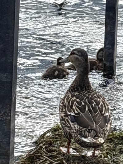 A single mallard duck is in the foreground, facing away from the camera and towards a body of water. Its plumage is a mix of dark brown and white mottling, with iridescent blue and green patches visible on its wings. The duck is standing on a nest of dried grass and twigs. In the background, several other mallard ducks are swimming in the water. The water is choppy, with reflections of the sky and surrounding environment visible on its surface. The scene appears to be in a natural setting, possibly a park or wetlands area, within the Мазалаўскі сельскі Савет region of Belarus. Two dark, vertical posts, likely part of a fence or railing, frame the left and right sides of the image. The lighting is overcast, suggesting a cloudy day.