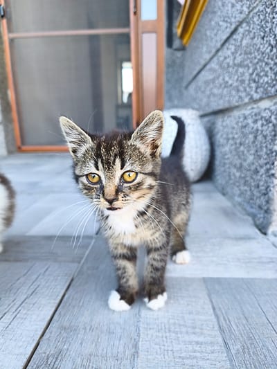 A young tabby kitten with bright yellow eyes stands on a light gray wooden deck. The kitten has dark grey and brown tabby markings, white paws, and white chest fur. Its whiskers are long and white. The kitten is looking directly at the camera with its mouth slightly open. In the background, a screened door with a wooden frame is visible, as is a portion of a gray textured wall. A round, light-colored object, possibly a decorative stone, is also partially visible behind the kitten. The lighting suggests it is daytime, and the overall setting appears to be outdoors, possibly on a porch or patio. There is another kitten partially visible on the left side of the frame. The scene is static, with the kitten posing for the camera. No text is visible in the image.