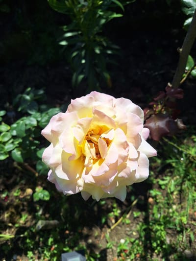 This image depicts a close-up view of a pale yellow and pink rose in a garden. The rose is in full bloom, with its petals unfurling to reveal a golden center. The background is a blur of green foliage and dark soil, suggesting an outdoor setting. There are no people or discernible man-made structures in the immediate vicinity of the rose. The lighting indicates it is daytime, with sunlight casting shadows on the petals and the ground. The image does not contain information that would allow for the determination of its location in Zeda Sazano, Georgia.