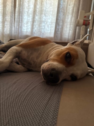 A white and tan dog is lying on its side on a couch. The dog's head is resting on the couch with its eyes open. The dog's body is partially covered by a gray and white checkered blanket. In the background, there are sheer white curtains and a white and red object that appears to be a vacuum cleaner. The scene is indoors, and the lighting suggests it is daytime. There is no information about the location in Beloyarsky, Russia.