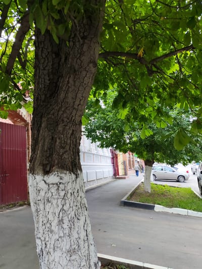 A tree trunk, painted white at its base, dominates the foreground of this medium-shot photograph. The tree's bark is deeply fissured and rough. Lush green leaves form a canopy overhead, with some dappled sunlight filtering through. To the left of the tree, a red corrugated metal gate is visible, bordered by a brick archway.
The scene opens up to a paved sidewalk running alongside a building with white and light-colored facades. Beyond the sidewalk, a street is lined with parked cars. A light-colored sedan is prominently parked on the right side of the street. Further down the sidewalk, two individuals are walking away from the camera, appearing as small figures in the distance. One person is wearing a light-colored jacket and blue pants.
The location appears to be a residential or commercial street in Volsk, Russia, given the architectural style and the presence of trees lining the sidewalk. The bright green leaves suggest a warm season, likely spring or summer. The lighting indicates it is daytime. The overall mood is peaceful and ordinary, depicting a street scene on a pleasant day. There is no visible text in the image.