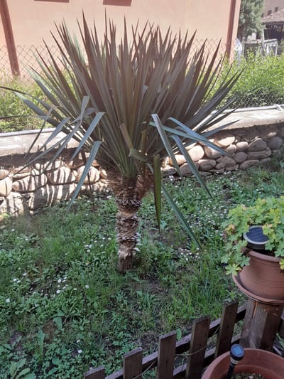 The image depicts a Yucca plant with spiky, dark green leaves, centered in a grassy yard. The plant's trunk is thick and textured, with visible bark. In the background, a light peach-colored building stands behind a chain-link fence. A low, rough stone wall runs horizontally behind the Yucca, casting shadows from the plant's foliage. The ground is covered in green grass interspersed with small white wildflowers. To the right, a terracotta pot containing a green plant sits on a wooden post, with a small solar-powered light visible on top of the pot. Another terracotta pot with a solar-powered light is partially visible in the foreground, near a rustic wooden fence. The scene appears to be a sunny day in a residential or garden setting. The location is identified as Kostenets, Bulgaria.